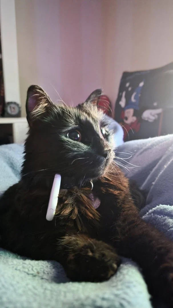 Micifú, the shop's boss, a very fluffy black cat