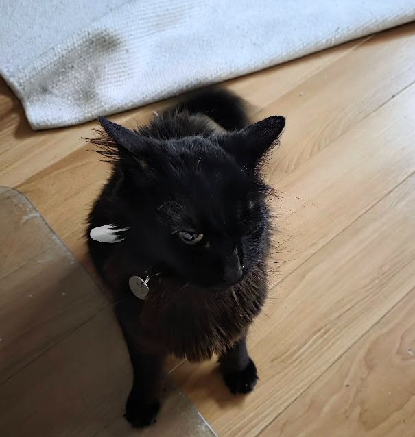 Micifú supervising from the floor